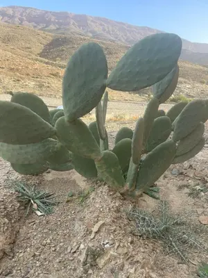 a cactus in the middle of the desert at Olecactus in Gourrama