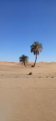 two palm trees in the sand in the desert at Luxury Camp Sahara in Merzouga