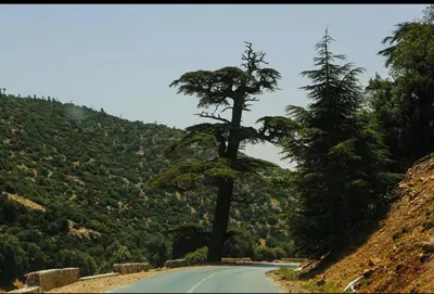 a tree on the side of a road at Belle vue Belle situation in Ifrane