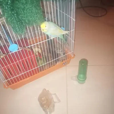 a yellow bird in a bird cage with a green toy at Belle vue Belle situation in Ifrane