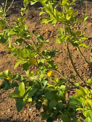 an orange tree with green leaves on the ground at Hôtel Khalwa in Jenane Sidi Amer