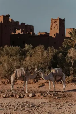 two camels in the desert with a castle in the background at bed&breakfast in Merzouga