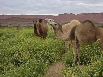 a group of camels standing in a field of flowers at Sahara Escape tours in Mhamid