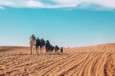 a group of horses walking in the desert at Merzouga campsite in Merzouga