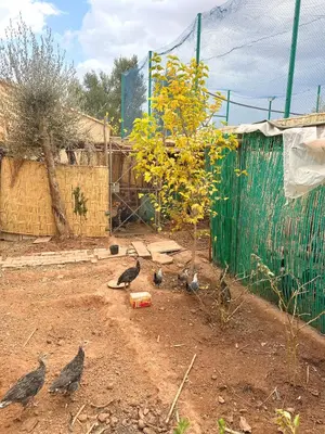 a group of pigeons standing in the dirt near a tree at Villa Ghaith in Douar Tounsi
