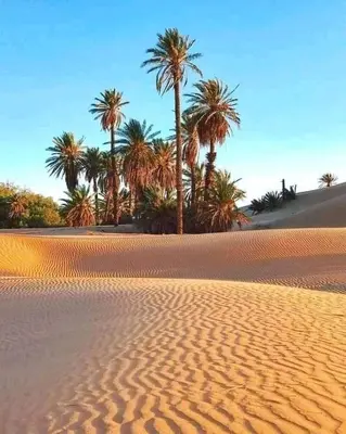 a desert with palm trees and sand and palm trees at chez zakaria luxury tent camp merzouga in Erfoud