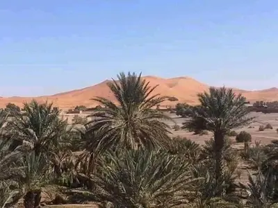 a group of palm trees in the desert at chez zakaria luxury tent camp merzouga in Erfoud