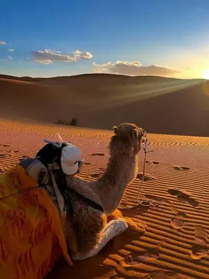 a stuffed camel sitting in the desert at Serenity desert luxury Camp in Merzouga