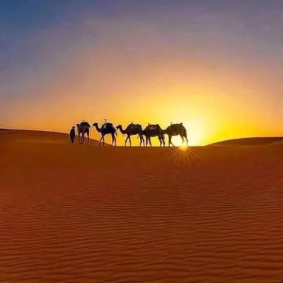 a group of horses walking in the desert at sunset at Merzougadreamcamp in Merzouga