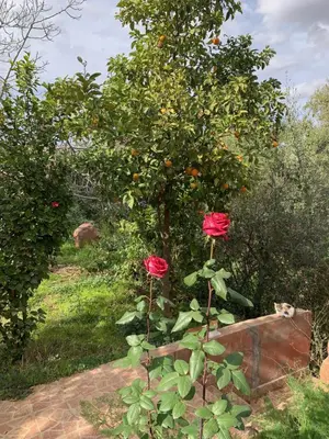 two roses in front of an orange tree at Riad Belgika Marrakech in Ourika