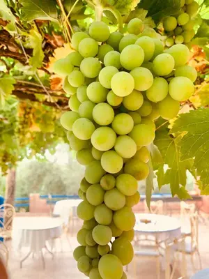 a bunch of green grapes hanging from a tree at Riad Belgika Marrakech in Ourika