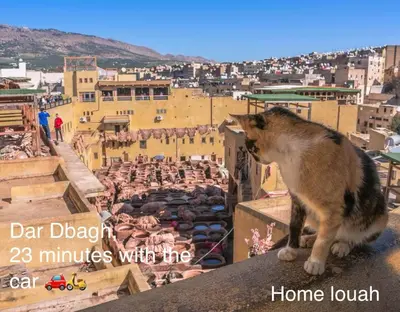 a cat sitting on a ledge looking at a city at Home Louah Apartment Retreat in Oulad Tayeb