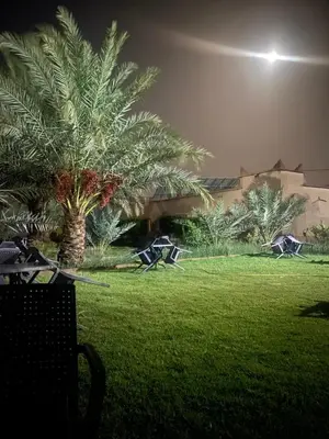 a palm tree in a park at night at Auberge camping ouadjou in Nkob