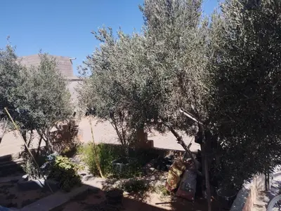 a group of olive trees in a yard at Chez l'habitant Fatima in Arhbar