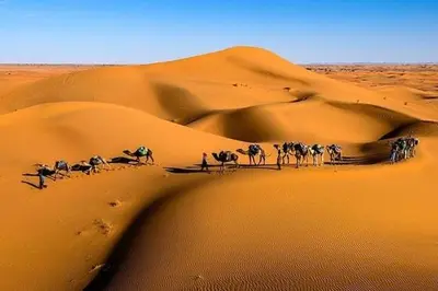 a group of animals walking in the desert at Iriki Dreams in Bou Rbia