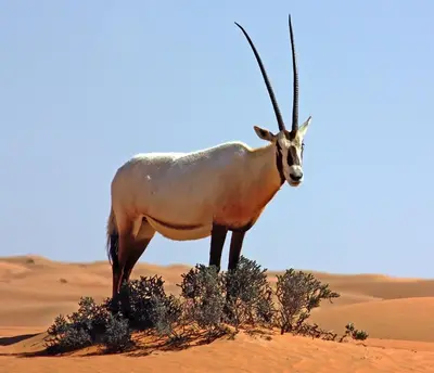 a antelope standing on top of a hill in the desert at Iriki Dreams in Bou Rbia