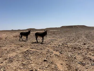 two horses standing in a dirt field at Iriki Dreams in Bou Rbia