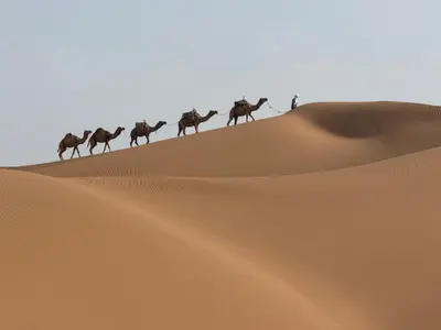 a herd of camels walking across the desert at Iriki Dreams in Bou Rbia