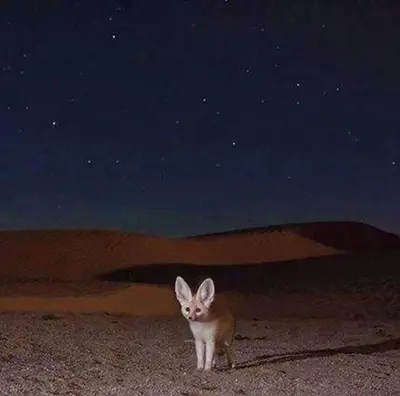 a small animal standing in the desert at night at Moroccan Desert Camp in Merzouga