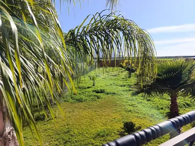 a row of palm trees in a field at Villa montysco in Hal Sabek
