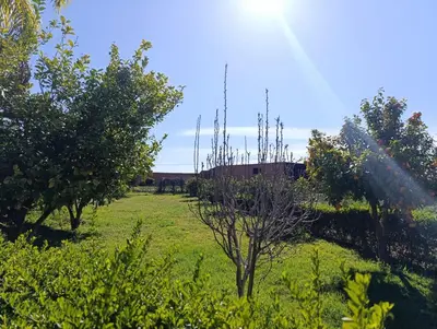 a field with trees and a building in the background at Villa montysco in Hal Sabek