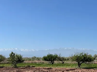 a group of trees in a field with mountains in the background at Villa les 3 Palmiers B&B in Jdiouat