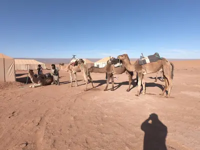 a man taking a picture of a group of camels in the desert at camp marhaba iriki in Alougoum