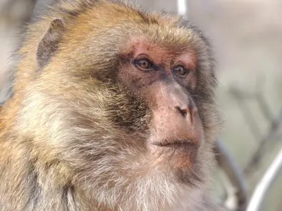 a close up of a monkey looking at something at yagour hebergement in Setti Fatma