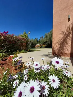 a bunch of white flowers in front of a building at Villa Azuréa with pool 4 bedrooms and 2 living rooms in Ourika