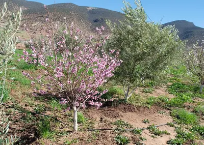 a group of trees with pink flowers on a hill at Gite Amani Guest House in Zaouia Hansala