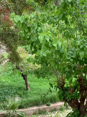 two trees in a garden with green grass at RIAD Jad in Fès