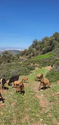 a herd of cows grazing on a grassy hill at Park tazeka in Bistouna