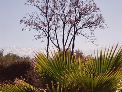 a tree in the middle of a field with plants at Domaine du souffle d Amaia in Had Abdallah Rhiat