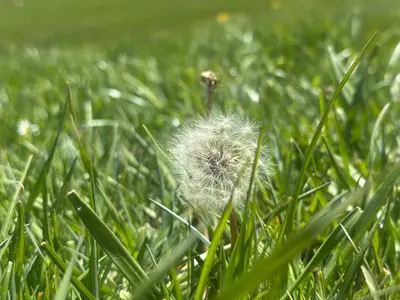 a dandelion in the grass in the field at Anmid Tigmi in Tagdourt
