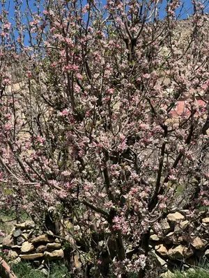 a tree with pink flowers in front of a stone wall at Anmid Tigmi in Tagdourt