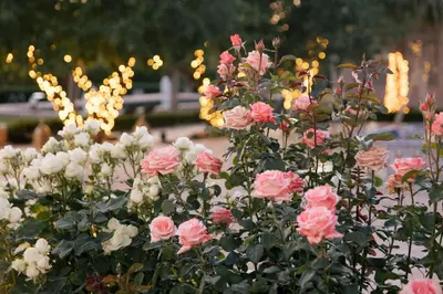 a bunch of pink and white roses in a garden at Villa La Rêverie in Ain Cheggag