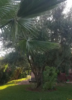 a palm tree in a grassy yard with at Beautiful Moroccan-style villa in Douar Soukkane