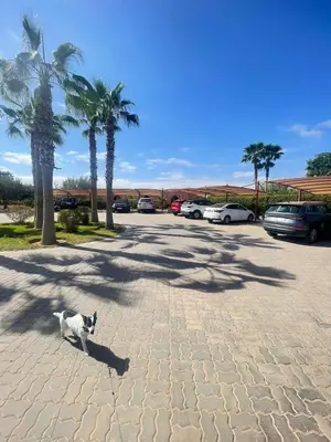 a cat sitting in a parking lot with palm trees at Beautiful Moroccan-style villa in Douar Soukkane