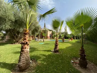 a group of palm trees in a yard at Beautiful Moroccan-style villa in Douar Soukkane