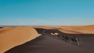 a group of camels walking in the desert at Sahara pathfinders in Mhamid