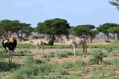 a group of camels standing in a field at Sahara pathfinders in Mhamid
