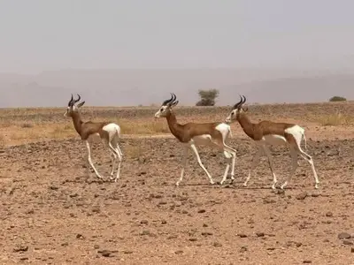 a group of gazelle standing in a field at Sahara pathfinders in Mhamid