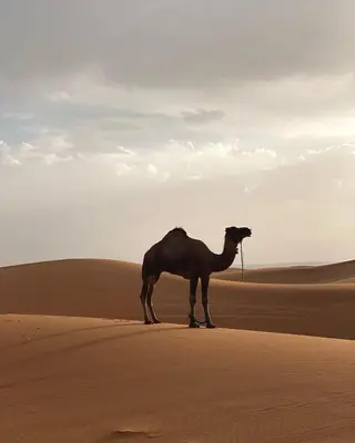 a camel standing in the middle of a desert at Sahara pathfinders in Mhamid
