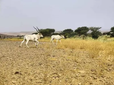 two animals walking in a field of grass at Sahara pathfinders in Mhamid