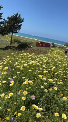 a field of flowers in front of the ocean at Sublime appartement front de mer in Oulad Akkou