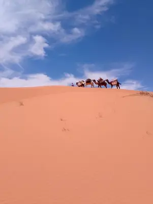 a group of horses walking on top of a sand hill at Emosion desert trekking in Hassilabied