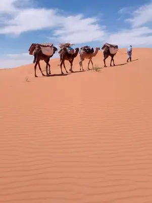 a group of camels walking in the desert at Emosion desert trekking in Hassilabied