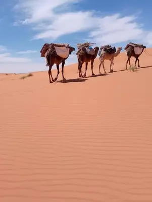 a group of camels walking in the desert at Emosion desert trekking in Hassilabied