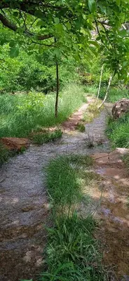 a dirt road in a field with grass and a tree at Gite d'étape La terre Amazigh in Oulad Akkou