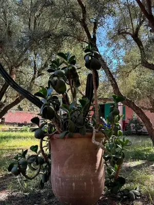 a plant in a large pot in front of a tree at Villa Zaïtoun in Aït Ourir